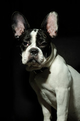 french bulldog puppy