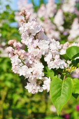 Syringa vulgaris - blooming lilac flower