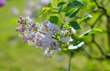 Syringa vulgaris - blooming lilac flower