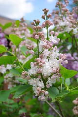 Syringa vulgaris - blooming lilac flower