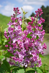 Syringa vulgaris - blooming lilac flower
