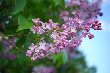 Syringa vulgaris - blooming lilac flower
