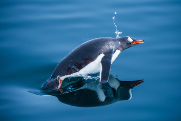 penguin in antarctica © VADIM BALAKIN