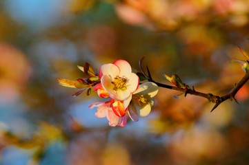 Flowering quince - Chaenomeles speciosa - soft focus 