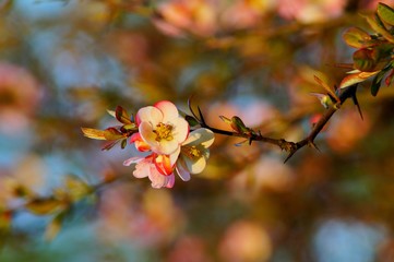 Flowering quince - Chaenomeles speciosa - soft focus 