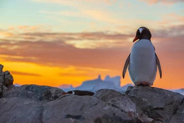 Gordijnen pinguïn in antarctica © VADIM BALAKIN