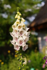 digitalis purpurea - colorful foxglove flowers ( common foxglove, white flower © skorpionik00