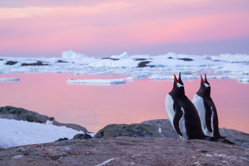 Gentoo penguins in antarctica