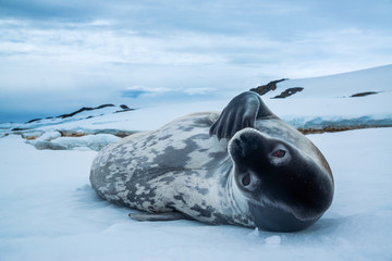 Weddell seal on the snow