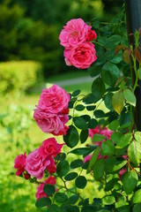 Beautiful red roses bush in garden at summer day
