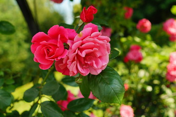 Beautiful red roses bush in garden at summer day