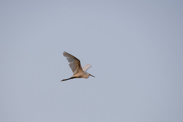 Küçük ak balıkçıl » Little Egret » Egretta garzetta