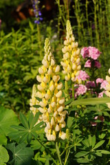 Blooming Lupine flowers - Lupinus polyphyllus - garden or fodder plant 