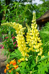 Blooming Lupine flowers - Lupinus polyphyllus - garden or fodder plant 