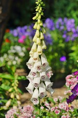 digitalis purpurea - colorful foxglove flowers ( common foxglove, white flower © skorpionik00