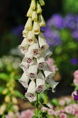digitalis purpurea - colorful foxglove flowers ( common foxglove, white flower © skorpionik00