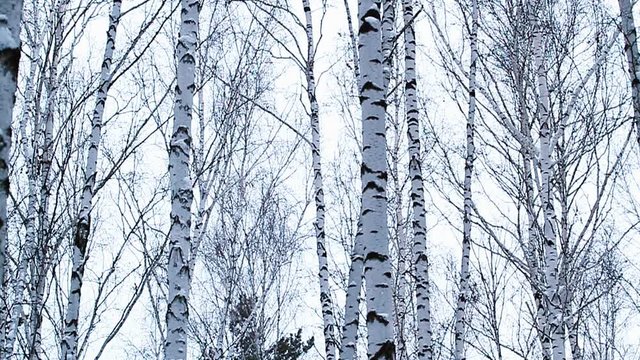 Beautiful winter birch forest