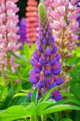Blooming Lupine flowers - Lupinus polyphyllus - garden or fodder plant 