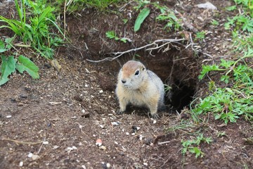 Arctic ground squirrel (Urocitellus parryii) by his mink. The Arctic ground squirrel has a beige and tan coat with a white-spotted back. This squirrel has a short face, small ears and a dark tail.