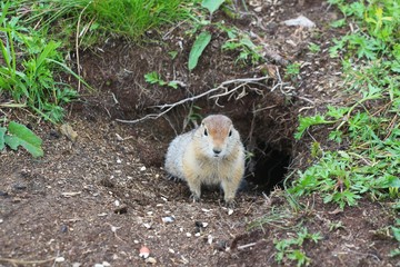 Arctic ground squirrel (Urocitellus parryii) by his mink. The Arctic ground squirrel has a beige and tan coat with a white-spotted back. This squirrel has a short face, small ears and a dark tail.