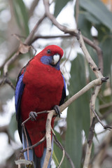 Wild Crimson Rosella ,Platycercus elegans, Australian Parrot, Australia