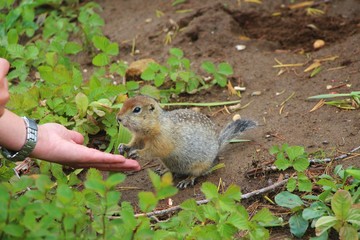 Arctic ground squirrel (Urocitellus parryii) touches person’s hand with its paws. The Arctic ground squirrel has a beige and tan coat with a white-spotted back.