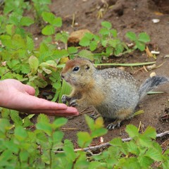 Naklejka na ściany i meble Arctic ground squirrel (Urocitellus parryii) touches person’s hand with its paws. The Arctic ground squirrel has a beige and tan coat with a white-spotted back.