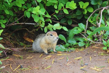 Arctic ground squirrel (Urocitellus parryii) sits under a bush. The Arctic ground squirrel is native to the North American  and East Siberian Arctic tundra.