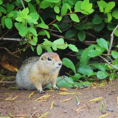 Arctic ground squirrel (Urocitellus parryii) sits under a bush. The Arctic ground squirrel is native to the North American  and East Siberian Arctic tundra.