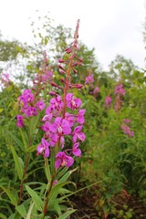 View of Chamaenerion angustifolium (known as fireweed, great willowherb and rosebay willowherb) flowers. It's a perennial herbaceous plant in the willowherb family Onagraceae.