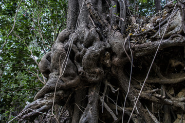 Root of a Old Tree