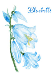 Hand drawn watercolor bluebell flower illustration Painted bellflower botanical herbs isolated