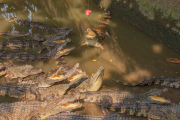 クロコダイル　ベトナム　ミトー
