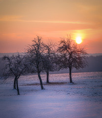 Sonnenaufgang Winter mit Baum