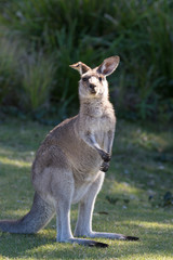 Naklejka na ściany i meble Portrait of young cute australian Kangaroo standing in the field and waiting. Joey