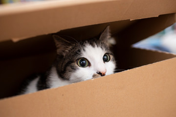 Fototapeta na wymiar tabby cat in the box