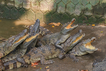 クロコダイル　ベトナム　ミトー