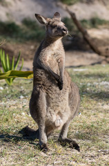 Portrait of young cute australian Kangaroo standing in the field and waiting. Joey