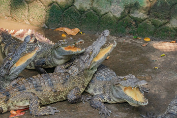 クロコダイル　ベトナム　ミトー