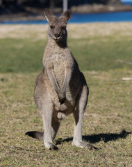 Naklejka na ściany i meble Portrait of young cute australian Kangaroo standing in the field and waiting. Joey