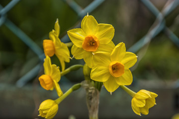 Obraz premium Narcissus