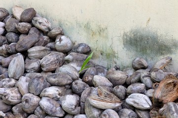 Isolated green leaf among piled coconuts (Ari Atoll, Maldives)