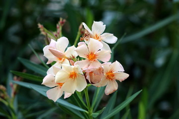 Oleander or Nerium oleander shrub plant with fully open blooming white flowers with yellow center surrounded with long dark green leaves on warm sunny summer day