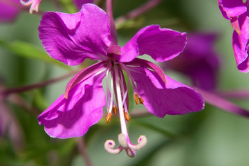 Closeup of a flowered flower field geranium