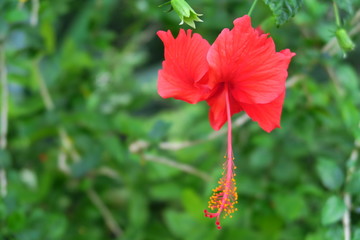 Hibiscus orange