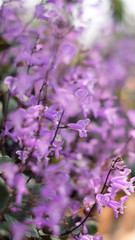 Colorful speckled spur flower growing and blooming in the thailand garden