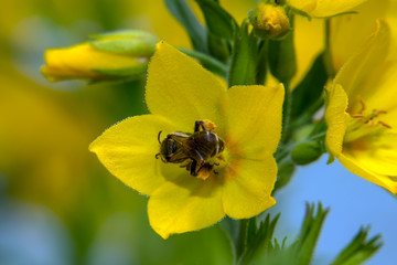 Black wasp in a yellow flower loosestrife point Lysimachia punctata