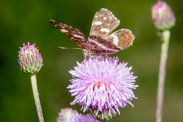 Brown big butterfly on burdock flower