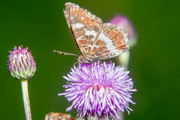 Brown big butterfly on burdock flower