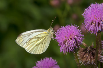Cabbage White butterfly or White Cabbage on a burdock flower